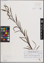 Foto von Salix eleagnos Scop.